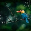 Lednacek gurial - Pelargopsis capensis - Stork-billed Kingfisher 9943